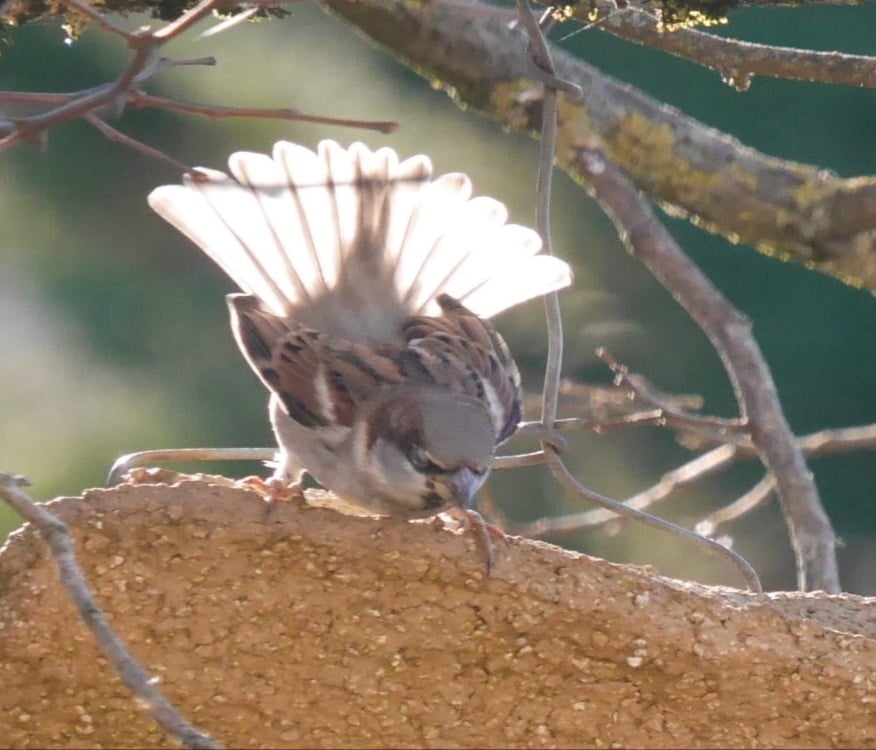 Oiseau s'ouvrant au soleil sur une branche